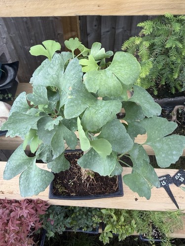 Ginkgo bonsai tree - bonsai,