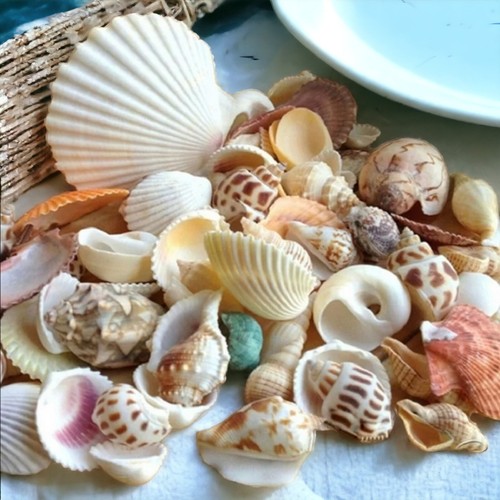 Mixed sea shells beach - sea,
