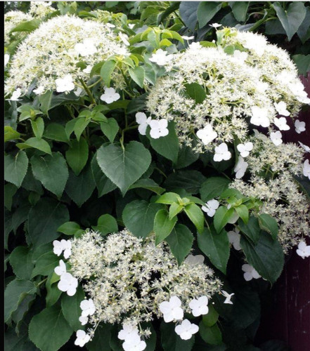 Climbing hydrangea petiolaris - hydrangea,