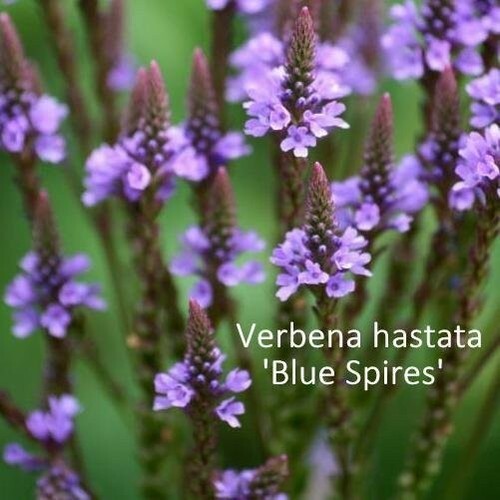 Verbena hastata blue - verbena, 'blue