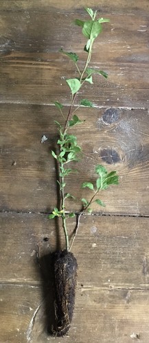 Each crab apple - 2, and