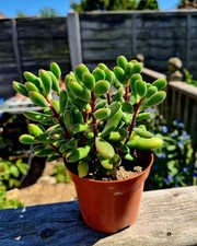 Crassula Rogersii - Velvet leafed succulent plant in pot