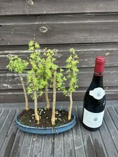 Bonsai Tree's Jap Larch Large
