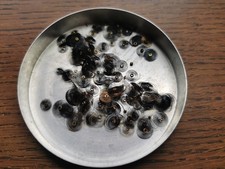 Watch / Pocket Watch