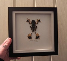 Reinwardt's Tree Frog Frame