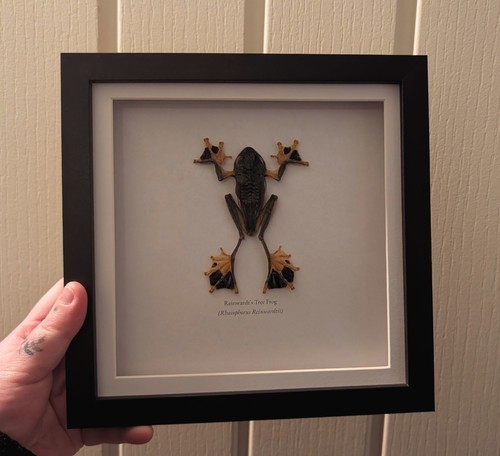 Reinwardt tree frog - frog, frame
