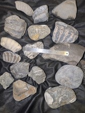 Large jurassic fossil - large,