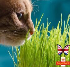 CAT GRASS 1000 SEEDS WHEAT MIX WHEATGRASS PET ORGANIC