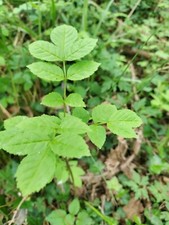 Ash Tree Saplings 6 , top