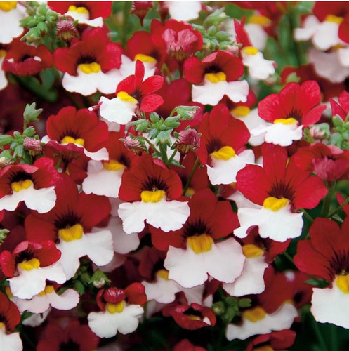 Nemesia sunsatia plus - sunsatia, plus®