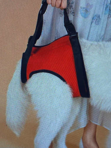 Tail dog rear - tail,