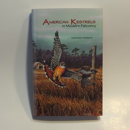 American kestrels modern - american,