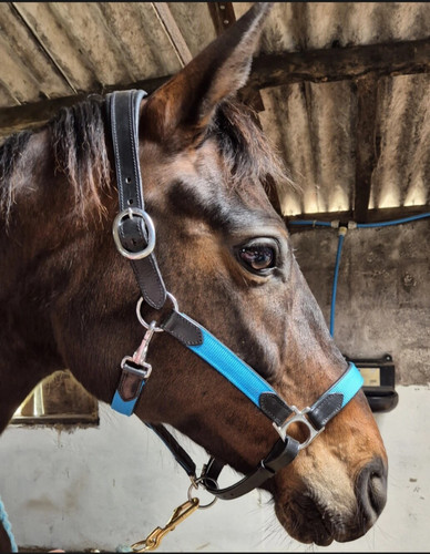 Padded comfort headcollar - ,