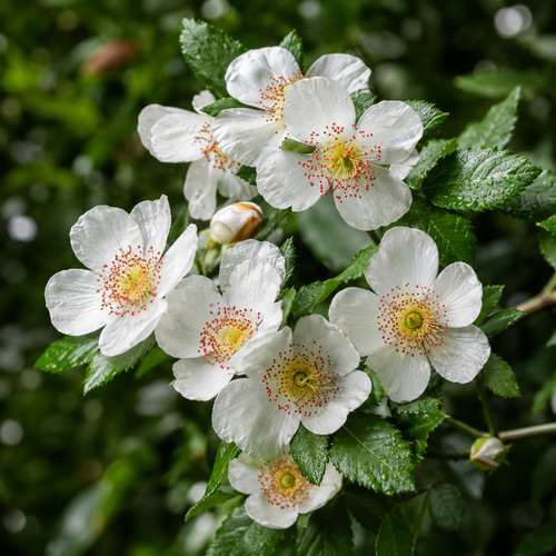 Eucryphia cordifolia seeds - cordifolia,
