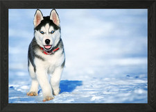 Husky Dogs Dog Puppy Pet