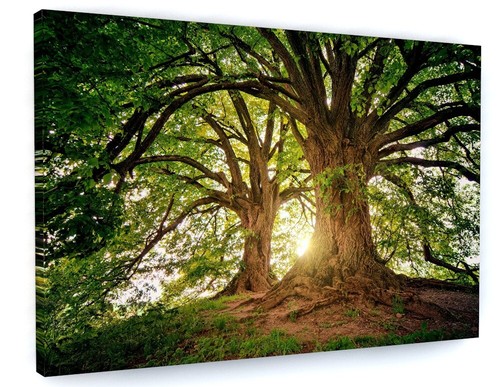 Woodland forest tree life - of,