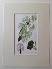 MATOUSOVA Silver Lime -