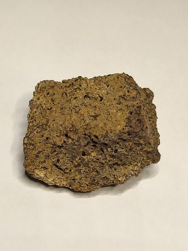 Real hadrosaur dinosaur fossil - dinosaur,