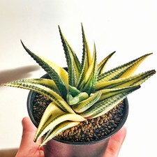 Haworthia Limifolia