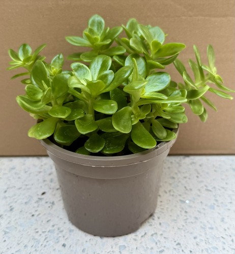 Actual plant 9cm - 9cm, sedum