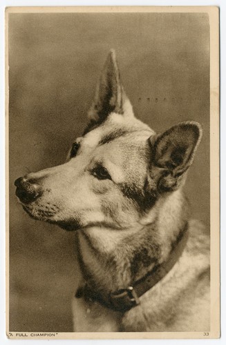 Elkhound vintage 1939 dog - vintage,