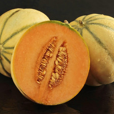 Melon Alvaro F1 Hybrid Cucumis
