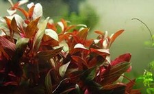 Ludwigia Glandulosa - 1- 25 Bunches / Oxygenating Pond Water Plants/ weed - O...