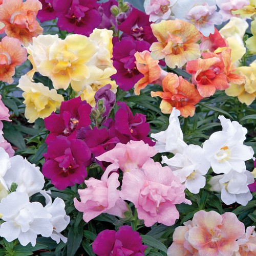 Antirrhinum snapdragon twinny - antirrhinum,