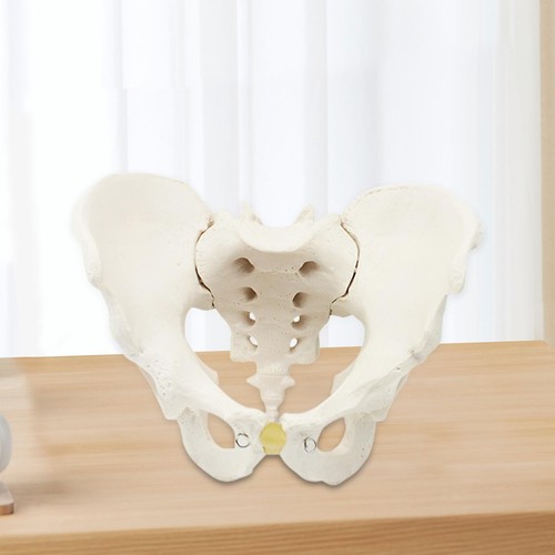 Male pelvic skeleton model - male,
