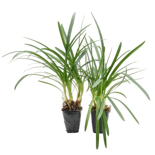 Peter pan agapanthus - in, 3.5”