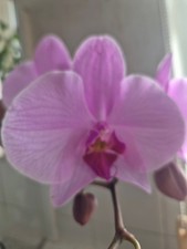 TWO PLANTS in ONE Pot Super Pink Phalaenopsis Orchids