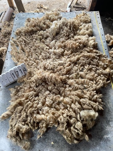Portland raw unwashed sheep - raw,