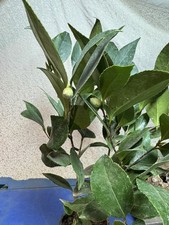 Camellia sasanqua mix