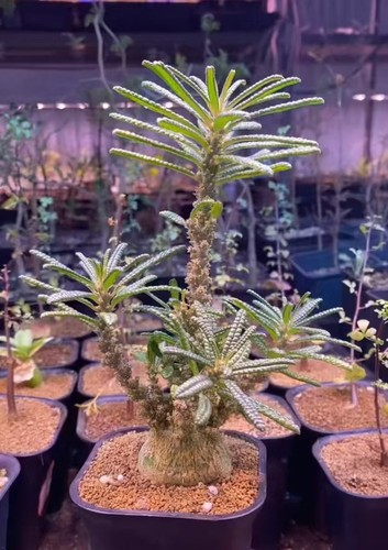 Rare live house - rare, plant