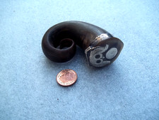 Antique Horn & Silver Scottish