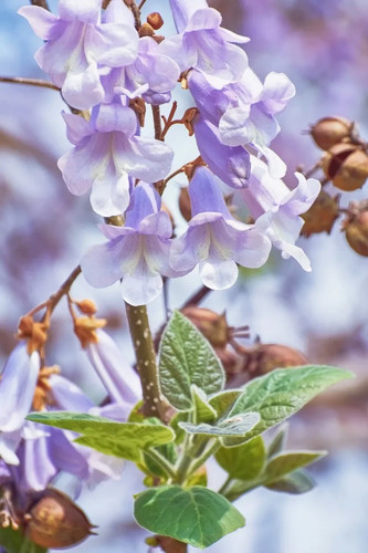 Paulownia fortunei 200 - paulownia, seeds
