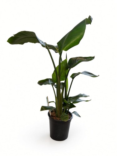 Strelitzia nicolai bird - bird, of