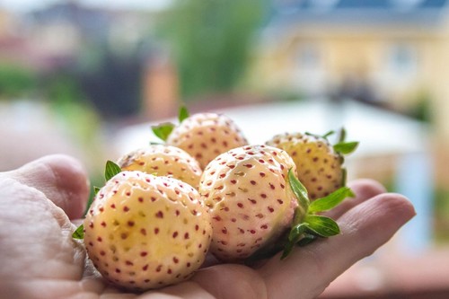Strawberry white - ×, ‘white