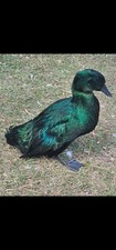 Cayuga, Ancona, Jumbo Pekin