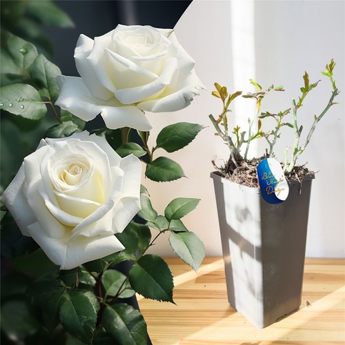 Fragrant flower rose climbing - fragrant,