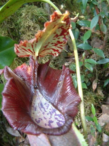 Seeds nepenthes naga - of,