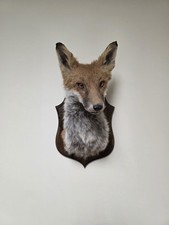 Brand New Red Fox Shoulder