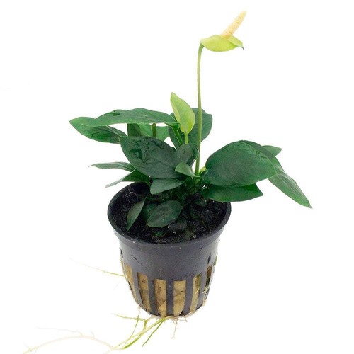 Tropica anubias barteri var - tropica,