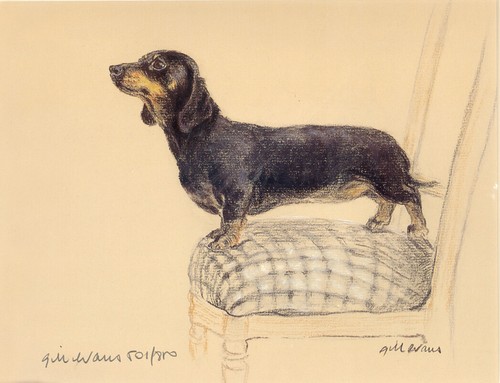 Dachshund mini smooth haired - mini,