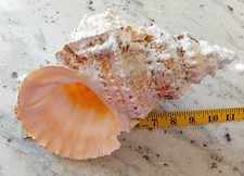 Giant Frog Shell 11" Long and originating from the Seychelles