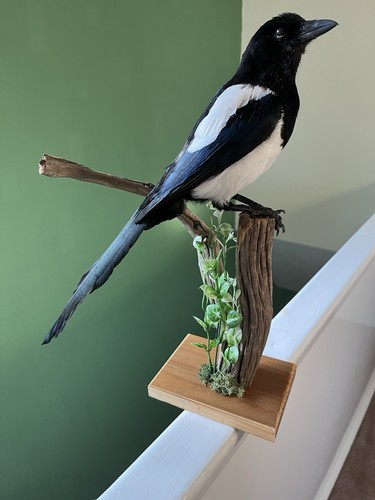 Taxidermy magpie this - magpie, not