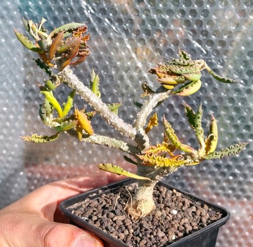 Euphorbia capsaintemariensis - euphorbia,