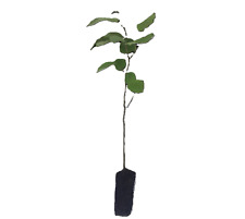 12 Hazel trees (Corylus avellana) Native British cell grown