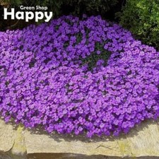 ROCK CRESS HENDERSONII LILAC -