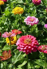 Flower Seeds Annual Biennial